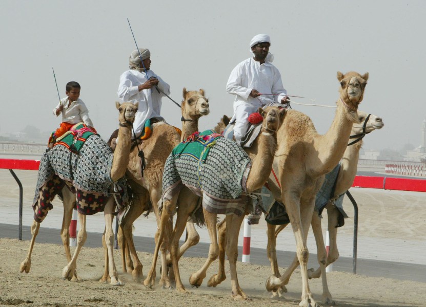 Рас-аль-Хайма, верблюжьи бега