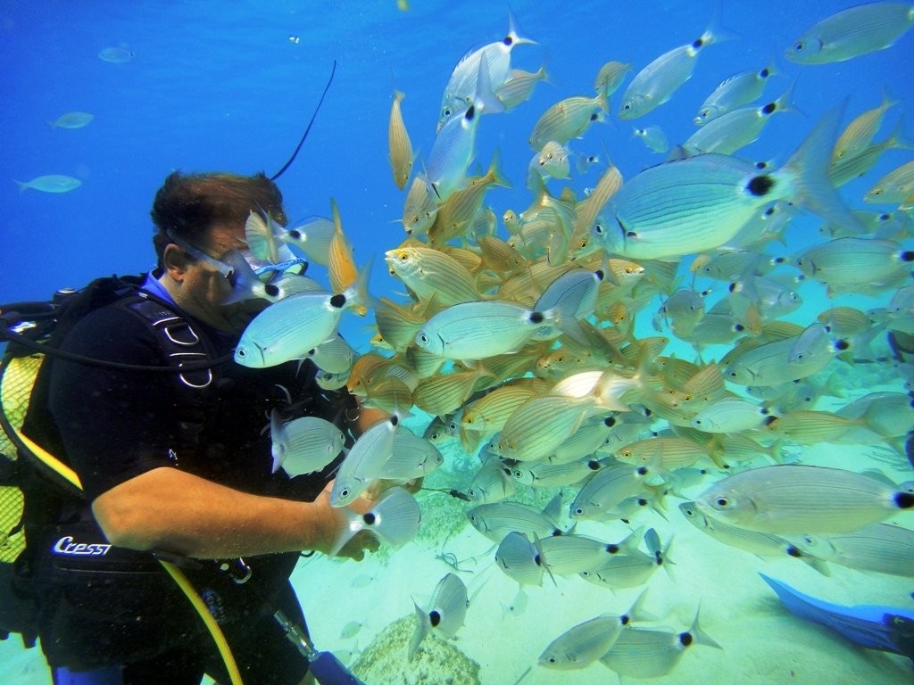 Подводный мир Эгейское море