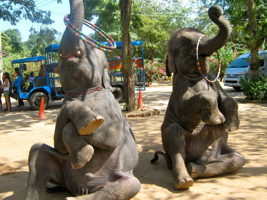 Деревня слонов, Паттайя