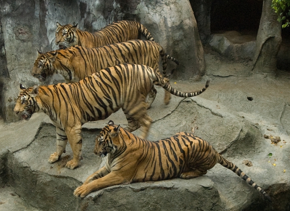 Зоопарк Тигров Сри Рача
