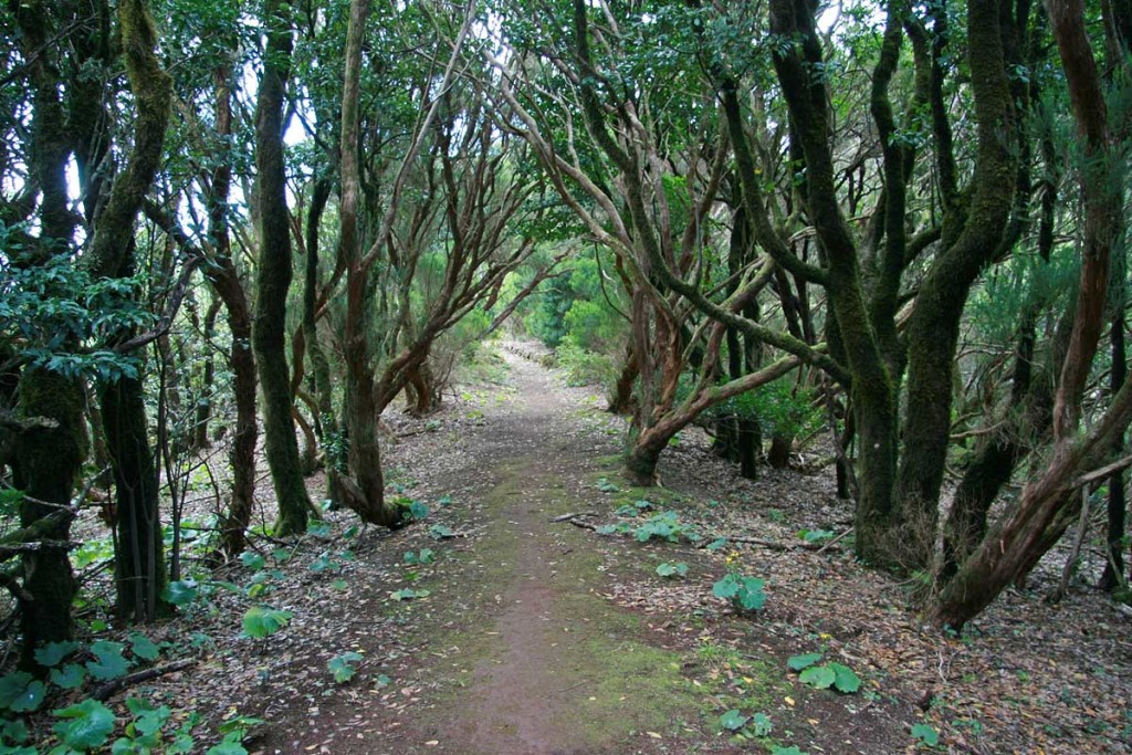 Лавровый лес, Тенерифе